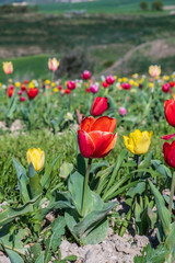 Several colorful and fragrant tulips seen from above and with many insects that go around in the biological field of Turri in the center of Sardinia.