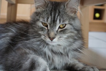 Chat