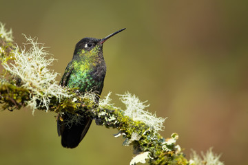 Fiery-throated hummingbird (Panterpe insignis) is a medium-sized hummingbird of the Talamancan montane forests of Costa Rica and western Panama. 