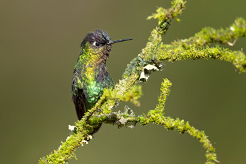 Fiery-throated hummingbird (Panterpe insignis) is a medium-sized hummingbird of the Talamancan montane forests of Costa Rica and western Panama. 