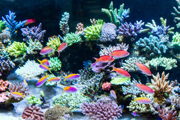 Schooling of anthais such as carberryi anthias, resplendent anthias, evansi anthias in Short stony polyp reef tank