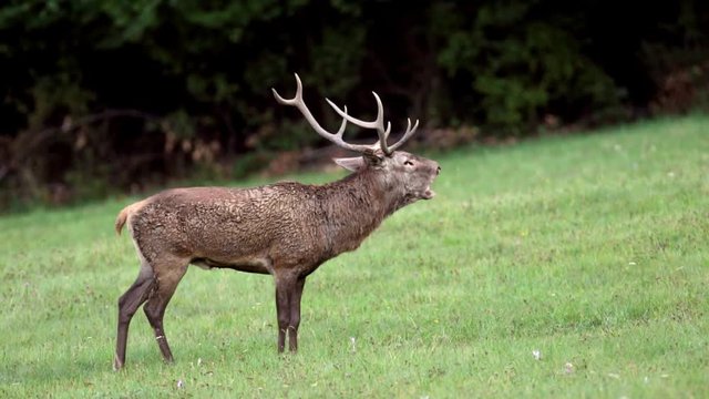 Red deer in rutting season. Deer stag roaring, bellow majestic powerful animal outside wood, big animal in forest habitat. Wildlife scene, nature. Autumn animal behaviour.