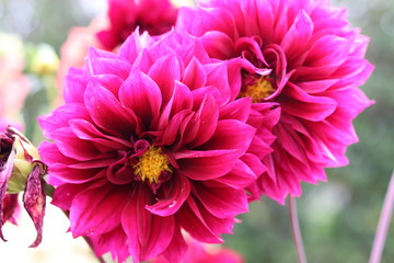 Obraz premium pink chrysanthemum flower