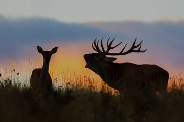 Red deer, cervus elaphus, couple during rutting season at night. Roaring wild stag at sunset. Wildlife scenery on a horizon with orange color in background.