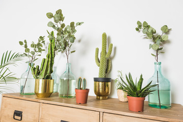 cactus and other domestic plants in golden pot on wooden chest with white background.