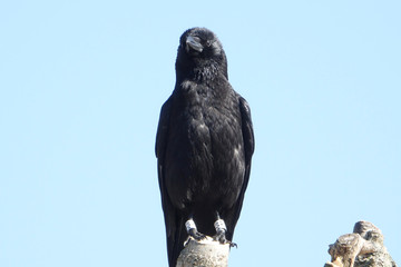Carrion Crow (Corvus corone)  perched on a tree branch