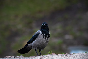 Grey crow bird close up spring time