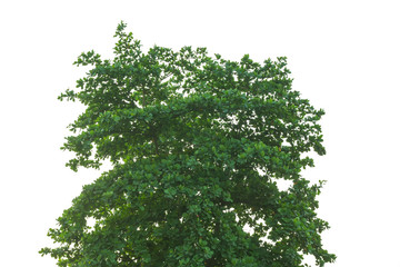 big tree with white background