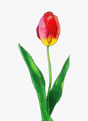 Tulips realistic on white background illustration