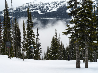 Trees on snow covered mountain, Whistler, British Columbia, Canada