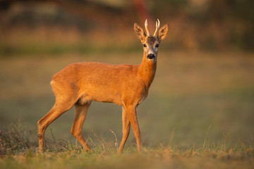 Roe deer, capreolus capreolus, buck in summer. Wild animal with space around approaching. Wildlife scenery of mammal walking on a meadow with flowers.
