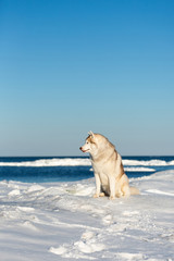 Beautiful and free Siberian husky dog sitting on ice floe on the frozen Okhotsk sea background