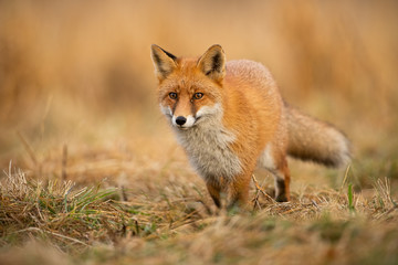 Adult fox with clear blurred background at sunset. Predator looking for a prey. Vulpes vulpes in natural environmet.