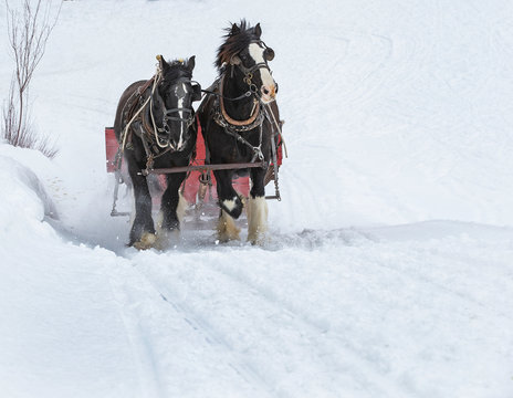 Winthrop, Washington state, USA - March 1, 2019: Winter fan sleigh ride with beautiful Percheron horses