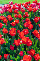 Fototapeta premium Several colorful and fragrant tulips seen from above and with many insects that go around in the biological field of Turri in the center of Sardinia.