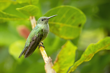 Scaly-breasted hummingbird (Phaeochroa cuvierii) is a species of hummingbird in the family Trochilidae. It is monotypic for its genus.