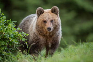 Naklejka na ściany i meble Fluffy young brown bear, ursus arctos in summer. Cute wild animal staring at the camera. Wildlife scenery from nature.