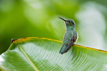 Scaly-breasted hummingbird (Phaeochroa cuvierii) is a species of hummingbird in the family Trochilidae. It is monotypic for its genus.