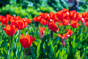 Several colorful and fragrant tulips seen from above and with many insects that go around in the biological field of Turri in the center of Sardinia.