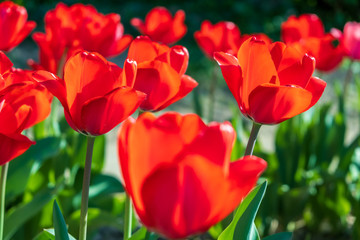Several colorful and fragrant tulips seen from above and with many insects that go around in the biological field of Turri in the center of Sardinia.