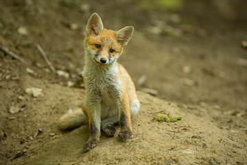 Red fox, vulpes vulpes, cub in the forest near the burrow. Cute wild predator.