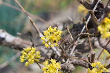 サンシュユの花