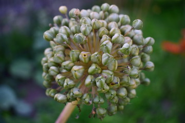 Garden flower in macro
