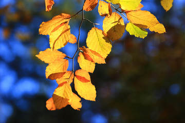 Fototapeta na wymiar yellow leafage on autumn tree