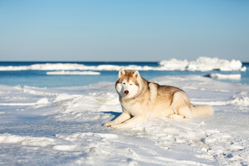 Portrait of cute and happy Siberian husky dog on ice floe on the frozen Okhotsk sea background.