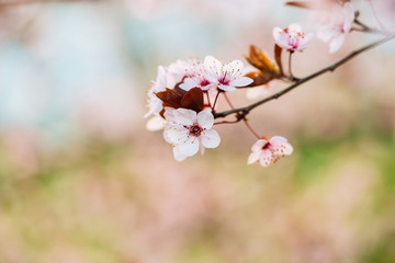 Close up of plum and cherry blossom. White spring flowers on blue sky.