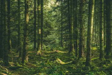 Rolgordijnen Welsh Forest © Dave Bonehill