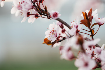 Obraz premium Close up of plum and cherry blossom. White spring flowers on blue sky.