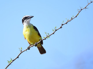 Great Kiskadee (Pitangus sulphuratus)