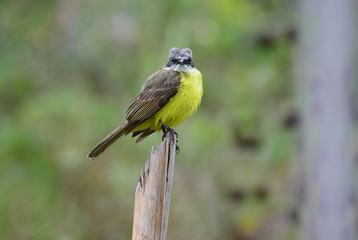 Grey-capped Flycatcher (Myiozetetes granadensis)