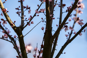 Close up of plum and cherry blossom. White spring flowers on blue sky.