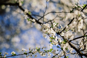 Close up of plum and cherry blossom. White spring flowers on blue sky.
