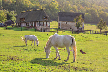 Horse on the 