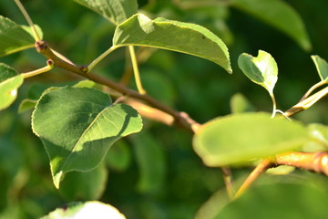 Green leaf on the branch in macro