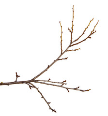 Branch of plum fruit tree with buds on an isolated white background.
