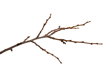 Branch of plum fruit tree with buds on an isolated white background.