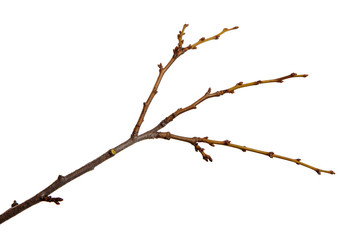 Branch of plum fruit tree with buds on an isolated white background.