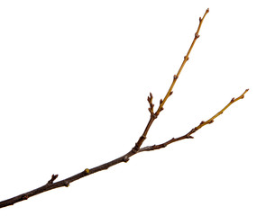 Branch of plum fruit tree with buds on an isolated white background.