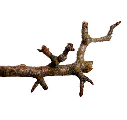 Fototapeta premium Dry pear tree branch with buds on an isolated white background. Snag