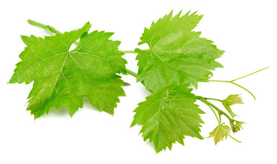 Grape leaf isolated on white