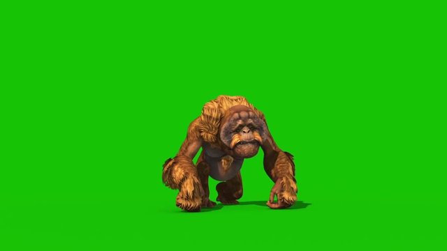 Orangutans Attacks Front Green Screen Monkey Animals 3D Rendering Animation