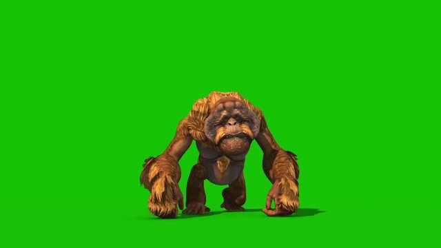 Orangutans Attacks Green Screen Monkey Animals 3D Rendering Animation