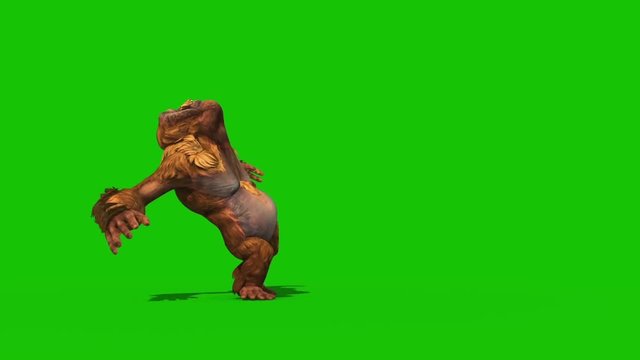 Orangutans Dies Front Green Screen Monkey Animals 3D Rendering Animation
