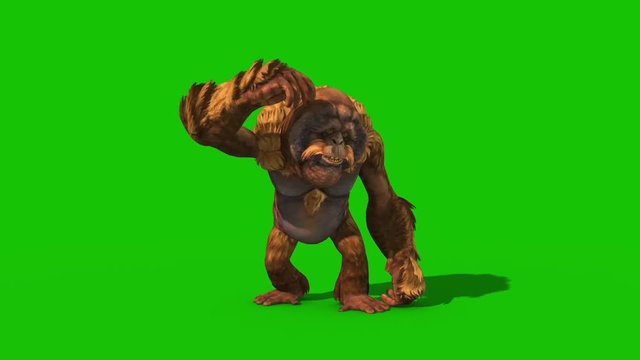 Orangutans Front Green Screen Monkey Animals 3D Rendering Animation
