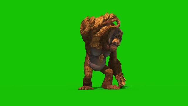 Orangutans Green Screen Monkey Animals 3D Rendering Animation