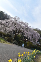 しだれ桜